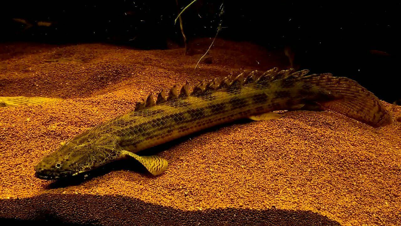 Imagem do Polypterus